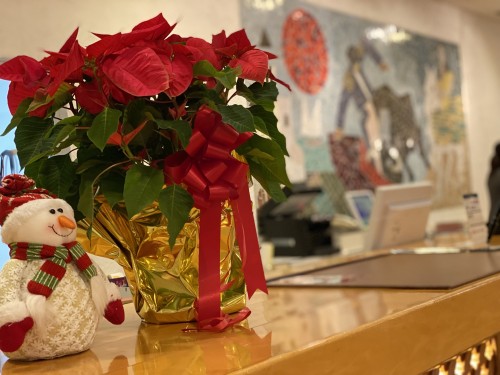 ポインセチア