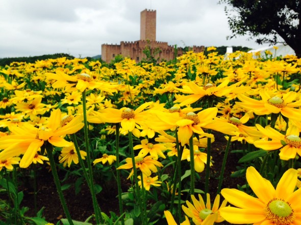 ルドベキアとハビエル城