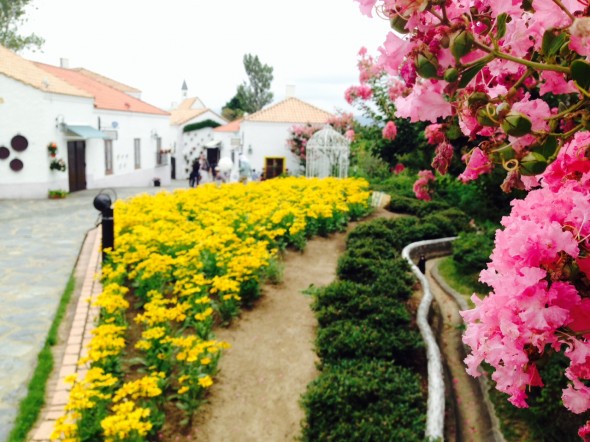 百日紅(サルスベリ)【サンタクルス通り】