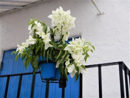 写真④ スノーホワイト